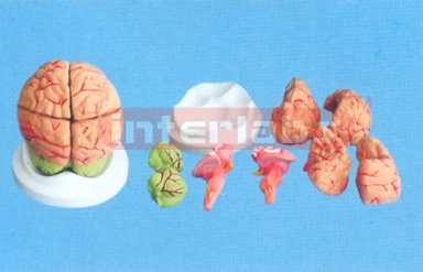 DARK PINKISH BRAIN, With ARTERIES (8 PCS) NATURAL ON BASE